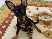 Çiftleştirmek için oğluma dişi pinscher arıyorum