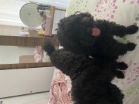 2 Poodle cinsi köpek egitimli
