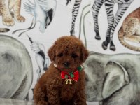 Red brown toy poodle yavrular