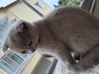 2 Aylık Yavru Scottish Fold