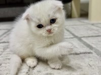 SAHİPLENRİLECEK YAVRU KEDİLER
