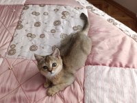 Golden British Shorthair