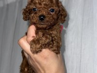 RED BROWN KORE TEA CUP POODLE BEBEKLER