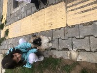 Shih tzu uygun