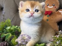 Yüksek kalite golden british shorthair bebeğim