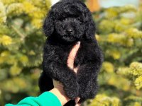 Siyah toy poodle kömür karası yavrumuz