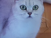 LOKUM HANIM MINNOŞ KEDİMİZ ACIL SAHİPLENDİRİLECEK