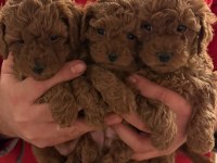 Muhteşem toy poodle köpeğimiz