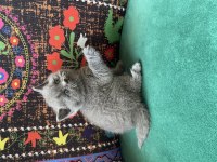 Gri ayı kafa yavru british shorthair