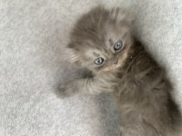 Safkan Scottish Fold Longhair Yavru