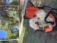 Poodle MALTİPOO