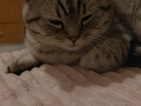 British Shorthair oğlumu ücretsiz sahiplendiriyorum
