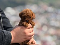 Aşılı Çiş Eğitimli Teacup Toy Poodle