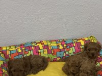 Teacup Toy Poodle