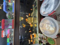 ORANDA JAPON BALIĞI