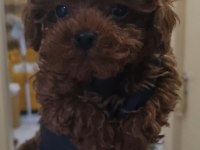 KORE YAVRUSU A KALİTE TEACUP TOY POODLE RED BROWN YAVRULAR