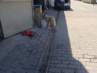 Köpeğe Acil Yuva Arıyoruz Sahiplendireceğiz
