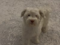 YAVRU MALTESE TERRİER