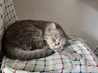 Scottish dişi kedi kısır 1 yaşında