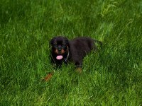 Rottweiler köpeğimiz