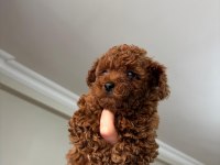 RED BROWN POODLE YAVRULARIMIZ YENİ YUVASINI ARIYOR
