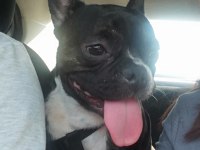 3 YAŞINDA DİŞİ FRENCH BULLDOG
