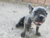 İzmir blue french bulldog yavru dişi erkek