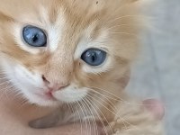MAVİŞE YUVA KEDİMİZE