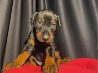 Safkan veterinerden garantili doberman yavruları
