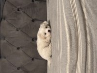 Tuvalet eğitimli maltese terrier