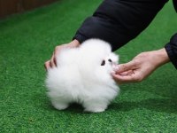 Erkek- Dişi Kar Beyaz Pomeranian Yavrularımız