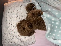 Toy Poodle Oğlumuza Eş Arıyoruz