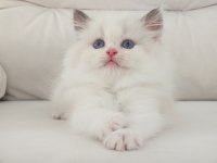 Full şecereli ragdoll yavruları