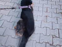 Alman kurdu