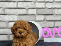 Şecereli mikro cipli poodle yavrular