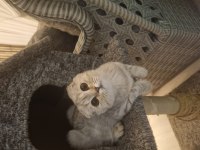 Yavru kedim scottish fold