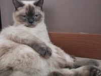 Kediler arası kavga şiddetli geçimsizlik nedeni ile
