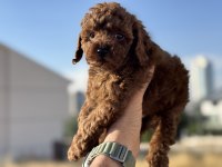 Yasal ruhsatlı çiftlikde ziyarete açık toy poodle