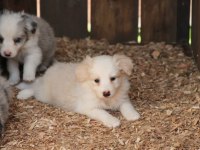 Harika border collie bebekler