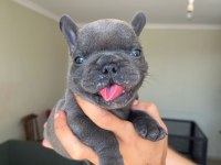 Teslime hazır blue bulldog yavrularım