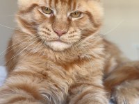 Her ile bizzat teslim xxl maine coon yavruları