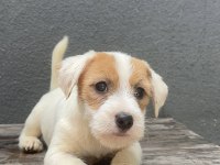 Şecereli erkek jack russell terrier