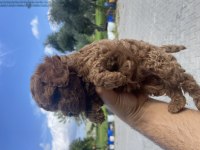 Yavru teslime hazır Toy Poodle