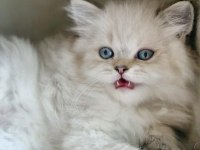 2 Ay Erkek British Longhair Lynx Point