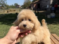 GÜZELLER GÜZELİ MALTİPOO KIZIMIZ