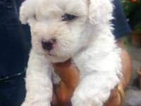 Maltipoo yavrular