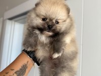 Rezerveye açık erkek pomeranian kardeşler