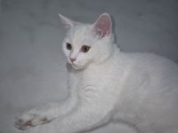 4 aylık beyaz erkek british shorthair