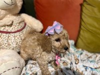 Bir avuç mutluluk poodle