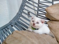Kızımız yeni yuvasını arıyor scottish fold